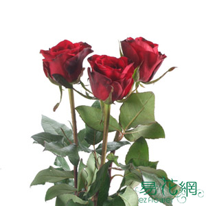荷蘭紅玫瑰花