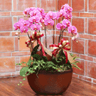 紅花斑紋蝴蝶蘭組合盆栽